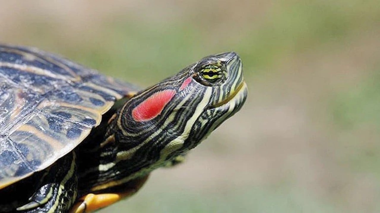 Foto - Kayıt altına alınacak ve izlenecek Yabancı istilacılara geçit verilmeyecek