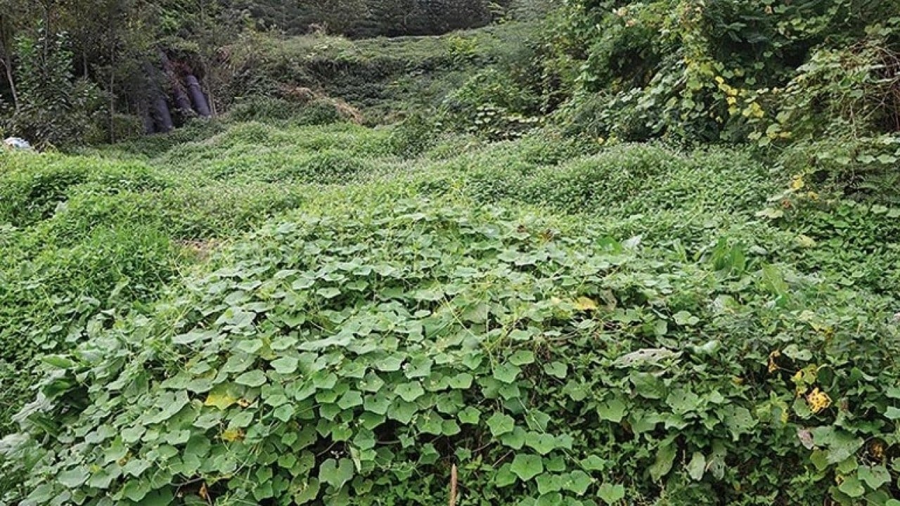 Foto - Kayıt altına alınacak ve izlenecek Yabancı istilacılara geçit verilmeyecek