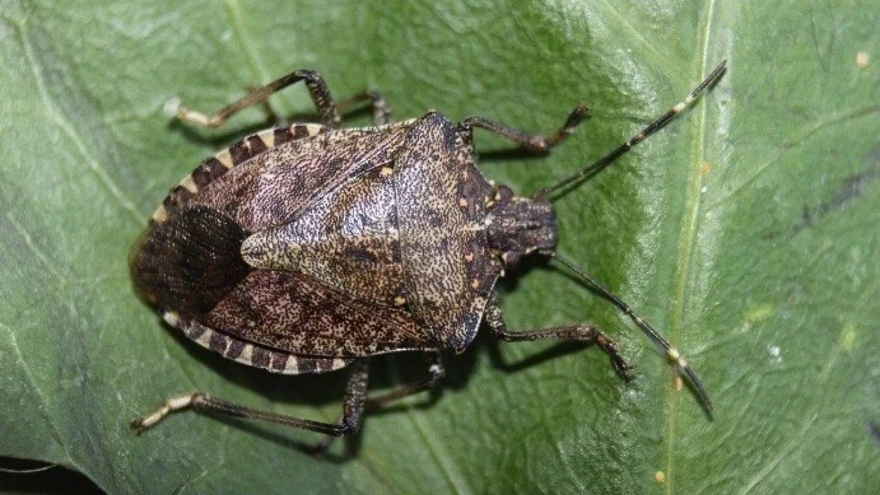 Foto - Kayıt altına alınacak ve izlenecek Yabancı istilacılara geçit verilmeyecek