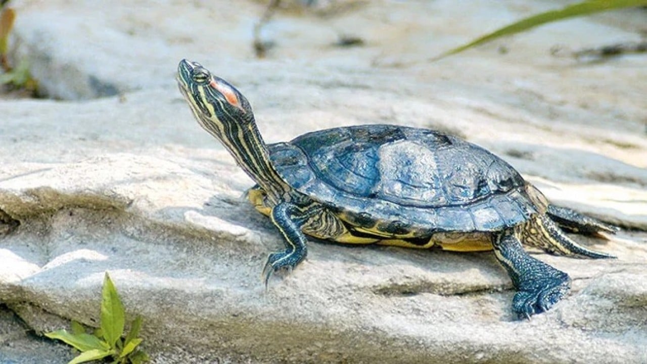 Foto - Kayıt altına alınacak ve izlenecek Yabancı istilacılara geçit verilmeyecek
