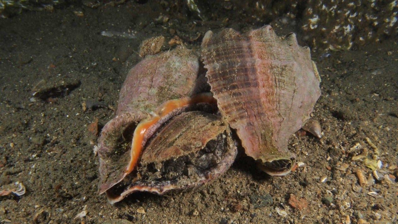 Foto - Kayıt altına alınacak ve izlenecek Yabancı istilacılara geçit verilmeyecek