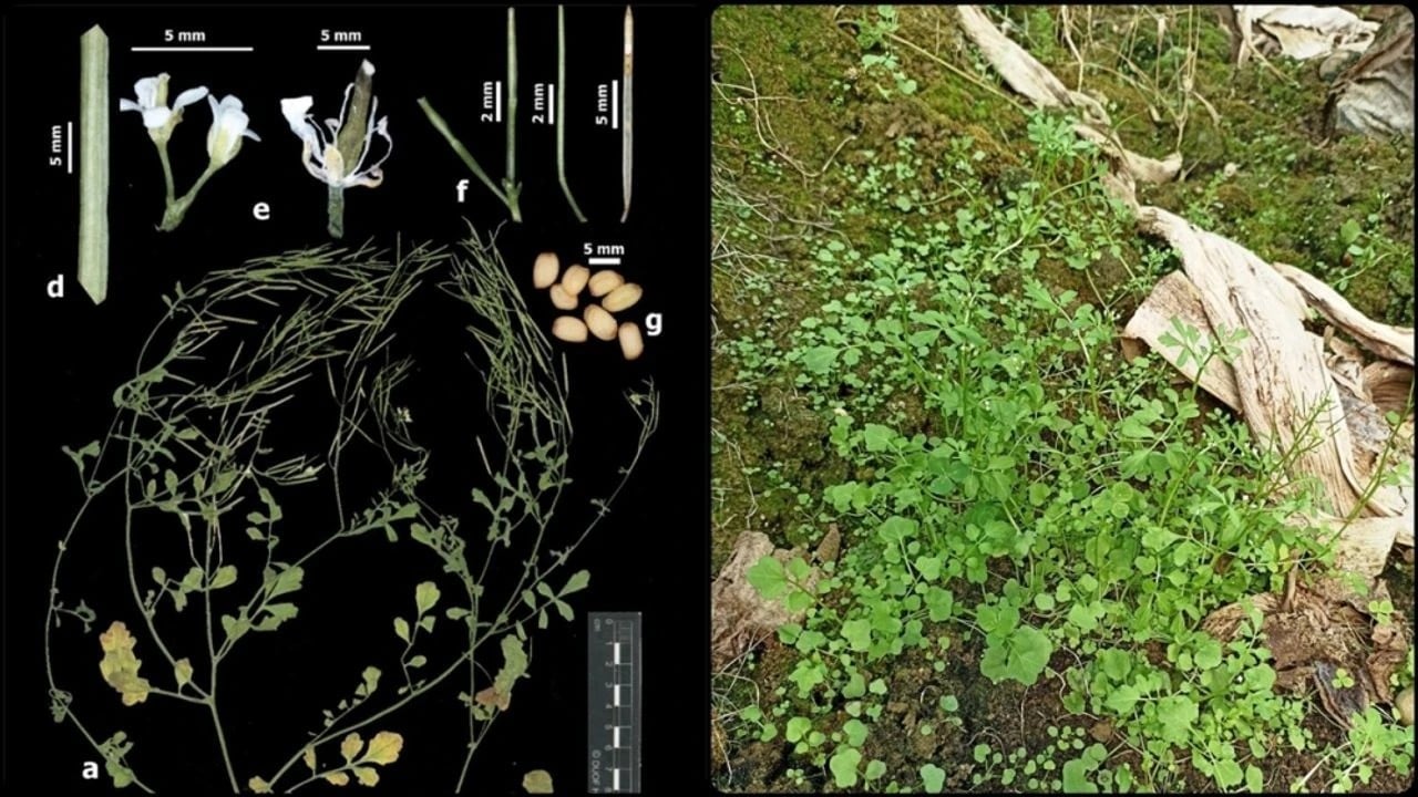 Foto - Kayıt altına alınacak ve izlenecek Yabancı istilacılara geçit verilmeyecek