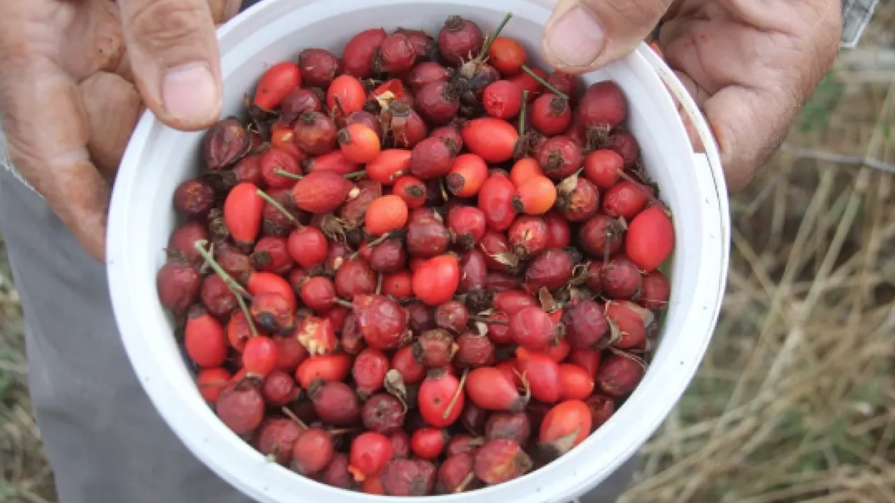 Foto - Kaynatıp kavanozlara koyun! Şişkinliği balon gibi söndürüyor, iltihap falan kalmıyor! Tam bir şifa...