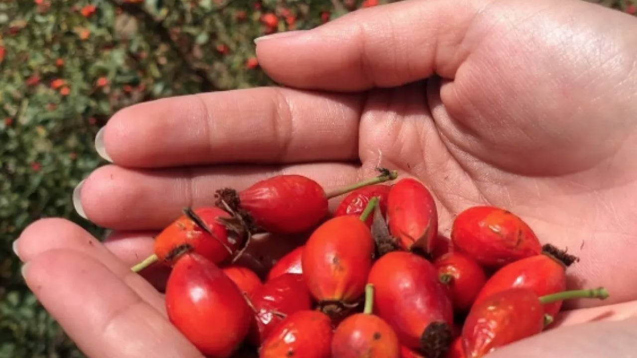 Foto - Kaynatıp kavanozlara koyun! Şişkinliği balon gibi söndürüyor, iltihap falan kalmıyor! Tam bir şifa...