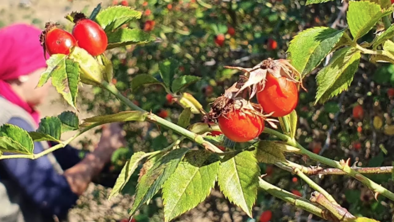 Foto - Kaynatıp kavanozlara koyun! Şişkinliği balon gibi söndürüyor, iltihap falan kalmıyor! Tam bir şifa...