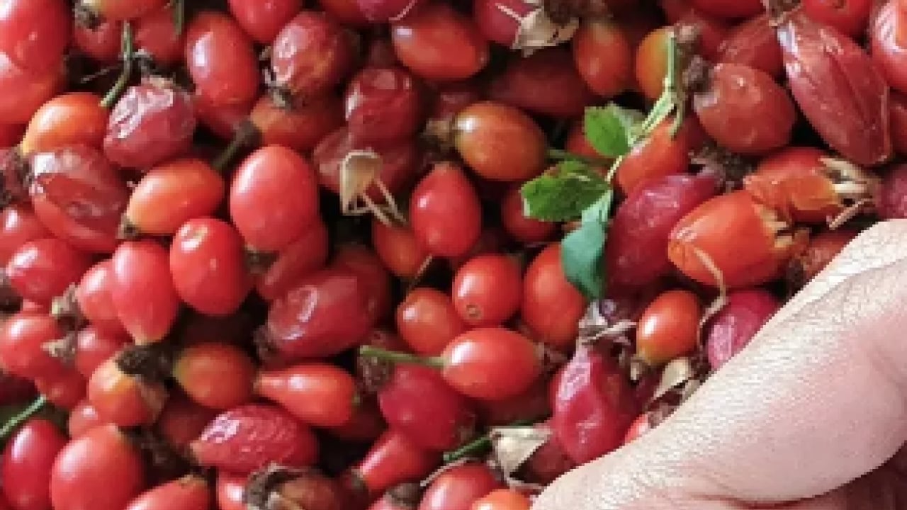 Foto - Kaynatıp kavanozlara koyun! Şişkinliği balon gibi söndürüyor, iltihap falan kalmıyor! Tam bir şifa...