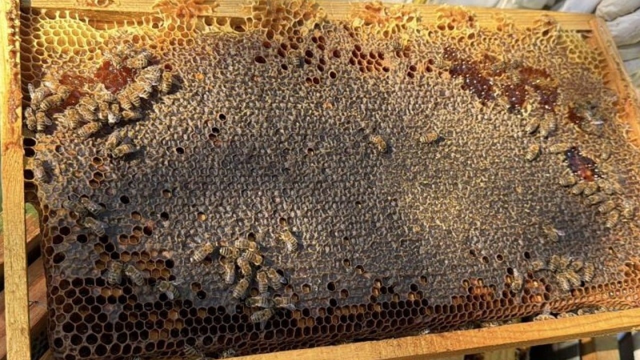 Foto - Kazdağları'nda siyah bal mesaisi başladı