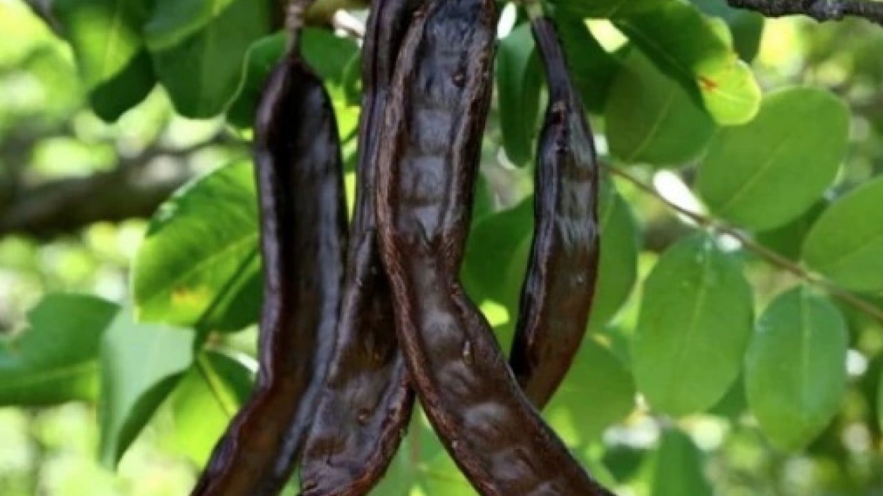 Foto - Keçiboynuzunun faydaları: Hastalıklara dur diyor! Yaşam kaynağı, sadece 15 dakika yetiyor!