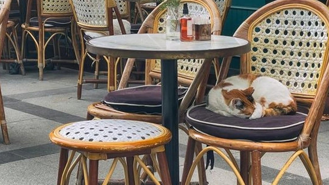 Foto - Kedi köpek alınmayacak İçeri girmeleri yasaklanacak