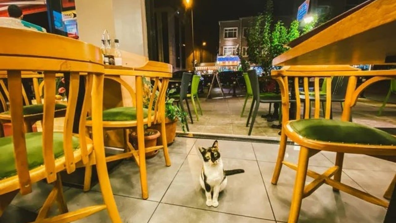 Foto - Kedi köpek alınmayacak İçeri girmeleri yasaklanacak