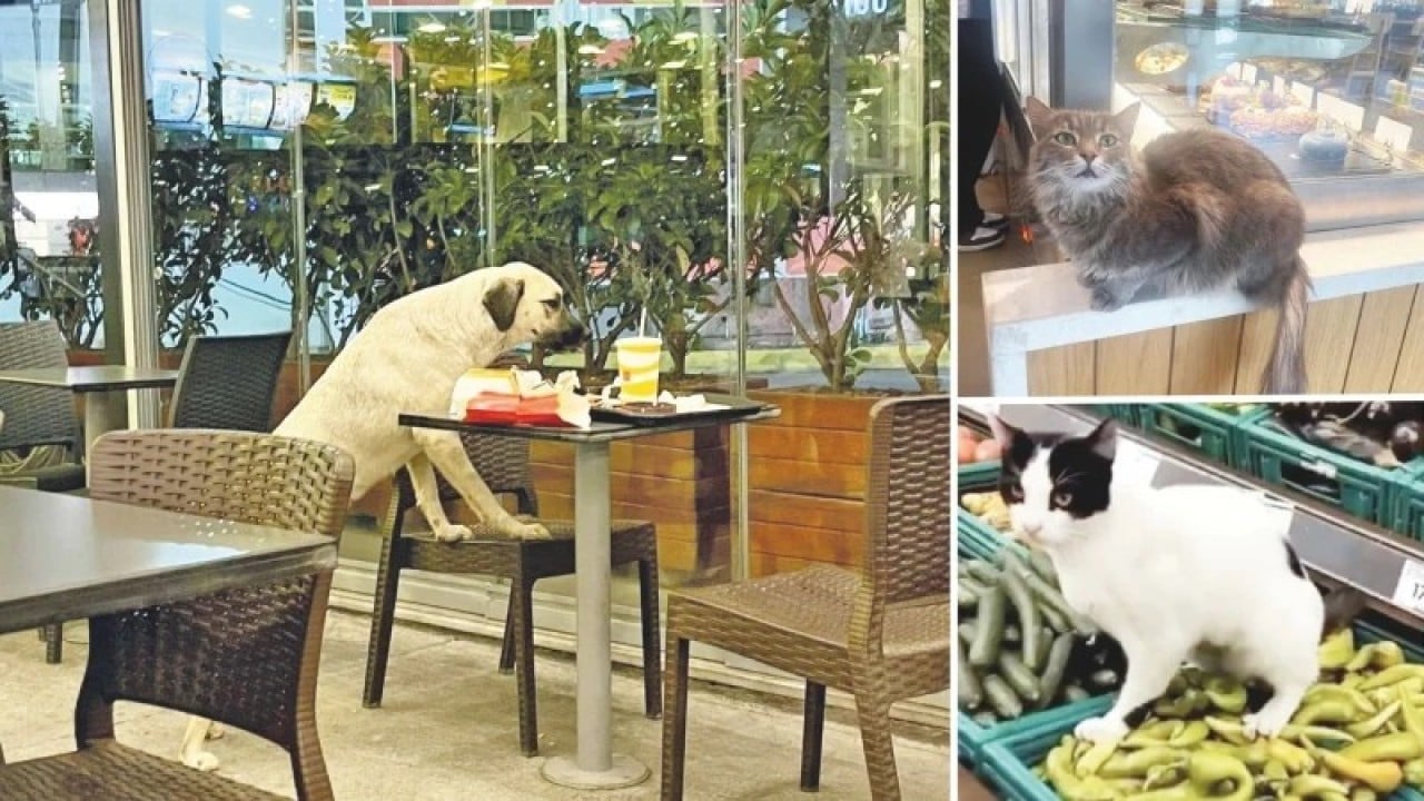 Kedi köpek alınmayacak İçeri girmeleri yasaklanacak