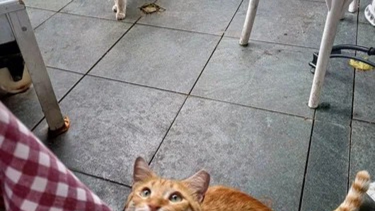 Foto - Kedi köpek alınmayacak İçeri girmeleri yasaklanacak