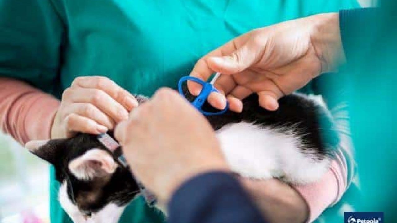 Foto - Kedi ve köpek sahiplerine son uyarı: Mikroçip için son gün 31 Aralık 2025! Taktırmayanlar cezalandırılacak