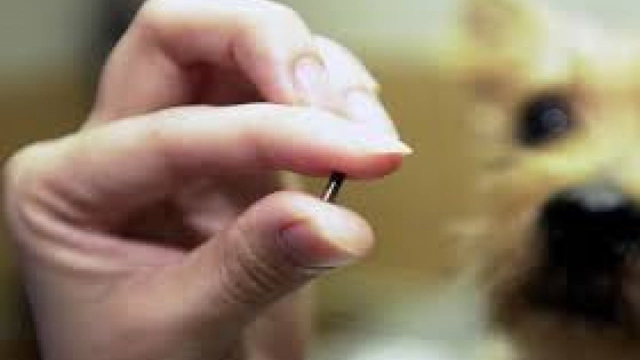 Kedi ve köpek sahiplerine son uyarı: Mikroçip için son gün 31 Aralık 2025! Taktırmayanlar cezalandırılacak