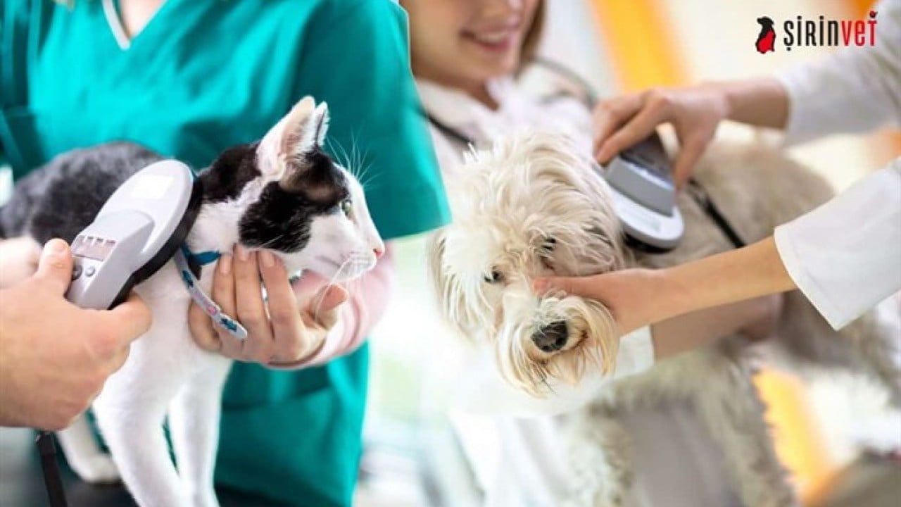 Foto - Kedi ve köpek sahiplerine son uyarı: Mikroçip için son gün 31 Aralık 2025! Taktırmayanlar cezalandırılacak