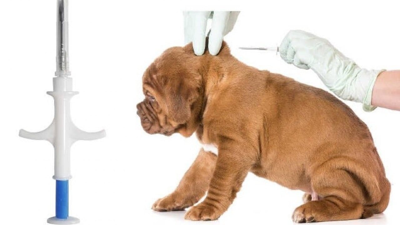 Foto - Kedi ve köpek sahiplerine son uyarı: Mikroçip için son gün 31 Aralık 2025! Taktırmayanlar cezalandırılacak