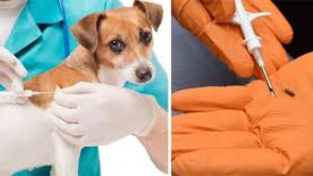 Foto - Kedi ve köpek sahiplerine son uyarı: Mikroçip için son gün 31 Aralık 2025! Taktırmayanlar cezalandırılacak