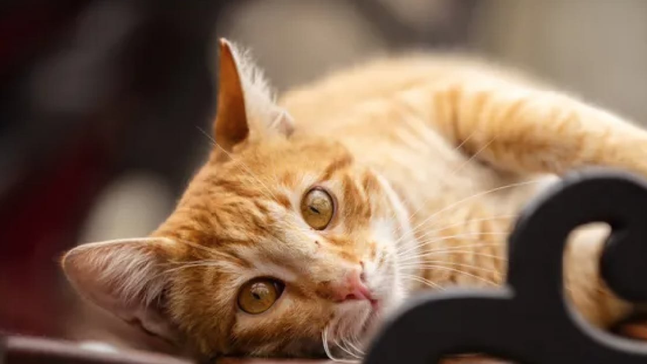 Foto - Herkes doğruladı... Kediler eşyaları neden yere atıyor? Cevabı sizi çok şaşırtacak!