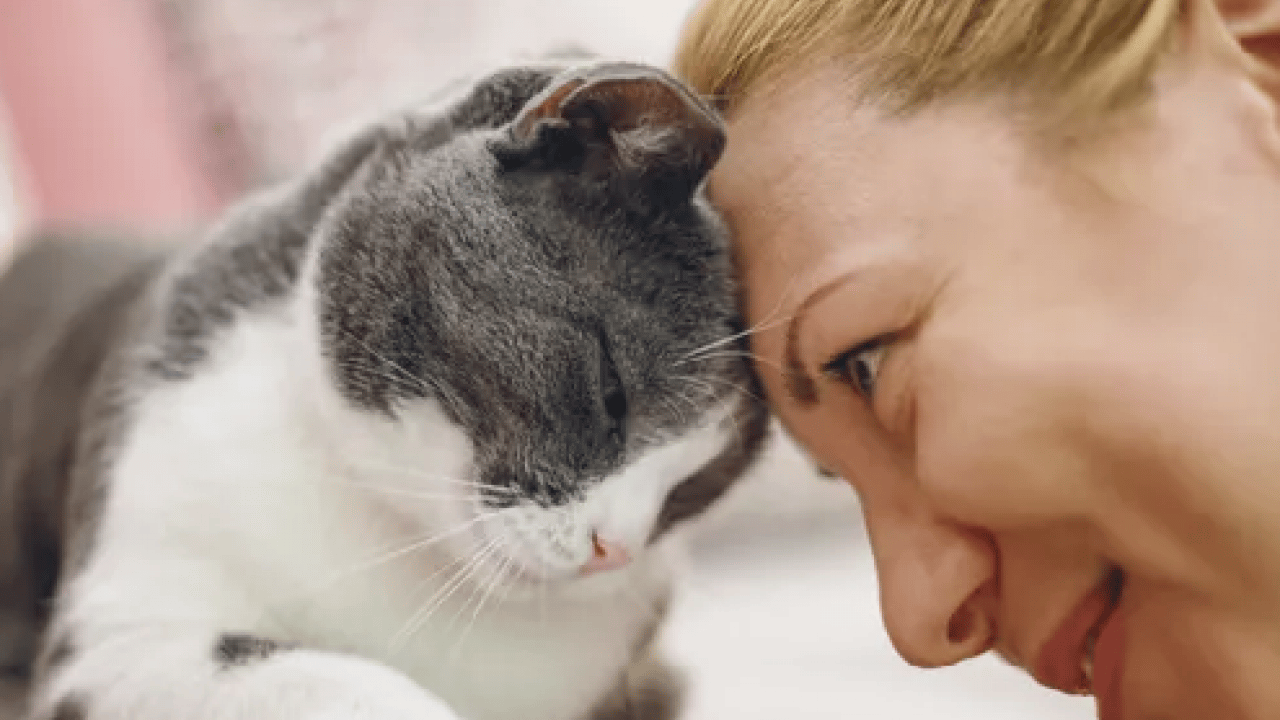 Herkes doğruladı... Kediler eşyaları neden yere atıyor? Cevabı sizi çok şaşırtacak!