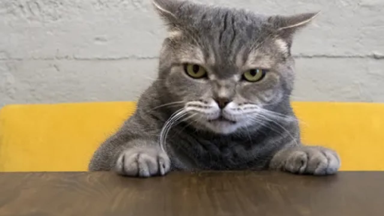 Foto - Herkes doğruladı... Kediler eşyaları neden yere atıyor? Cevabı sizi çok şaşırtacak!