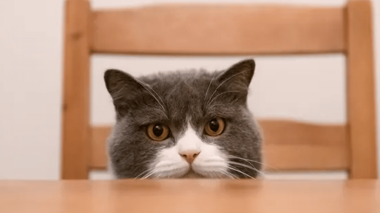 Foto - Herkes doğruladı... Kediler eşyaları neden yere atıyor? Cevabı sizi çok şaşırtacak!