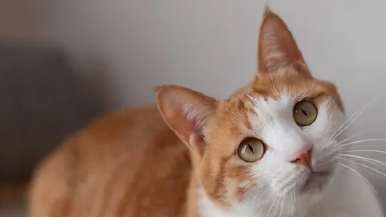 Foto - Herkes doğruladı... Kediler eşyaları neden yere atıyor? Cevabı sizi çok şaşırtacak!