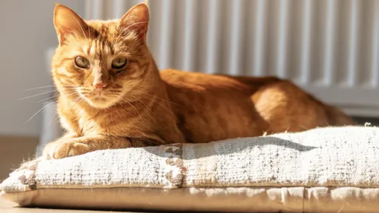 Foto - Herkes doğruladı... Kediler eşyaları neden yere atıyor? Cevabı sizi çok şaşırtacak!