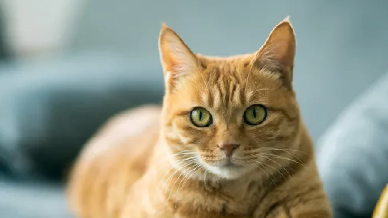 Foto - Herkes doğruladı... Kediler eşyaları neden yere atıyor? Cevabı sizi çok şaşırtacak!