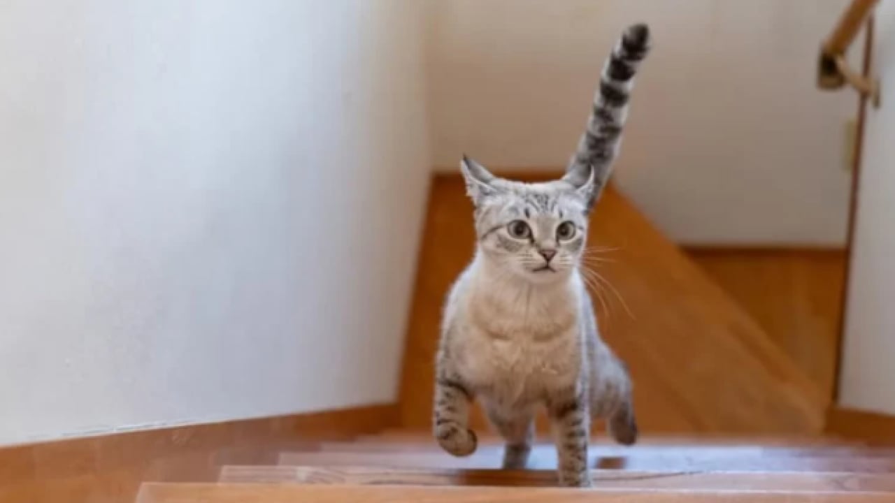 Kediler neden evde aniden koşar! Meğer bir anlamı varmış!