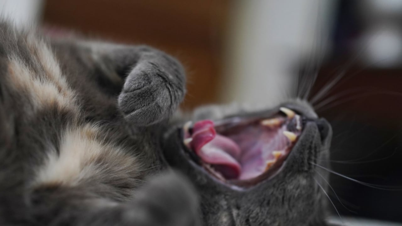 Foto - Kedilerin neden esnediği belli oldu: Meğer sadece uyku değilmiş!