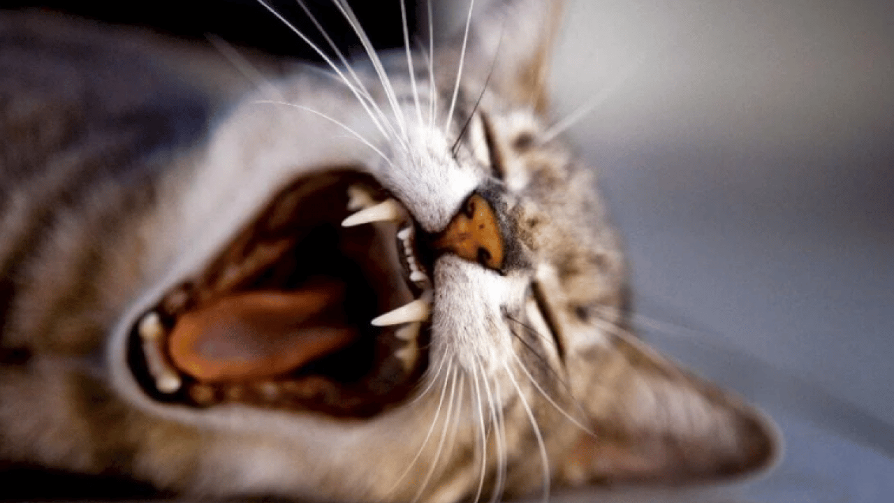 Foto - Kedilerin neden esnediği belli oldu: Meğer sadece uyku değilmiş!