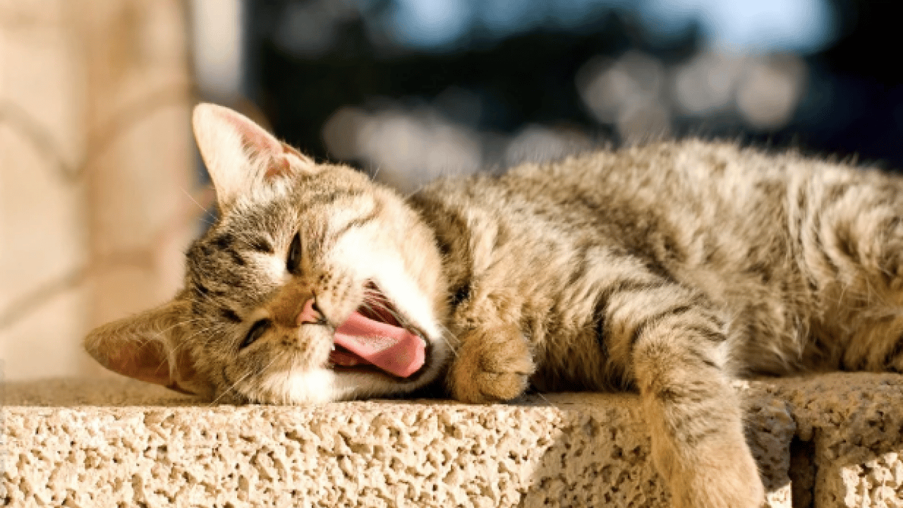 Foto - Kedilerin neden esnediği belli oldu: Meğer sadece uyku değilmiş!