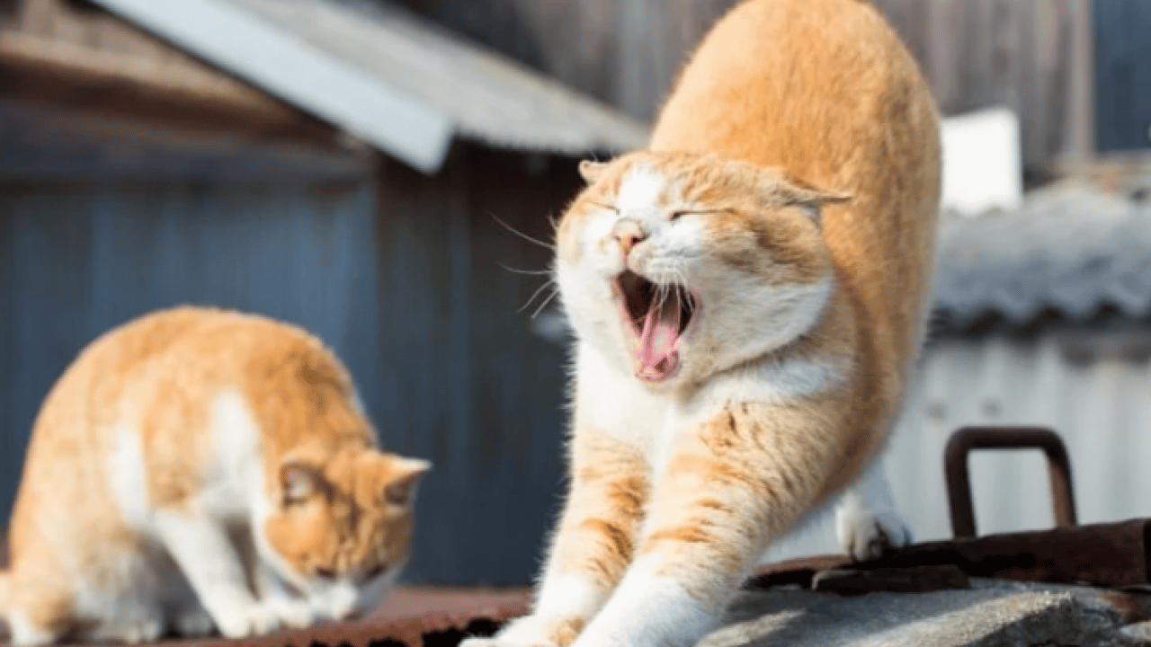 Kedilerin neden esnediği belli oldu: Meğer sadece uyku değilmiş!