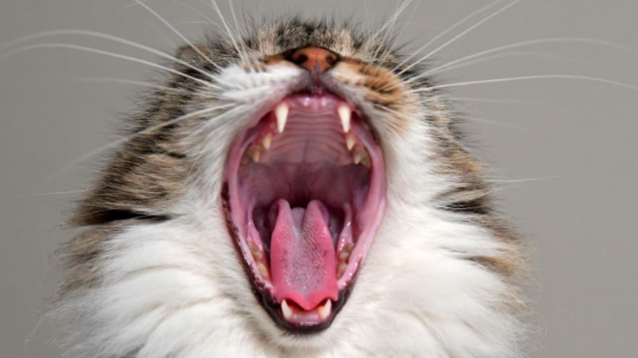 Foto - Kedilerin neden esnediği belli oldu: Meğer sadece uyku değilmiş!