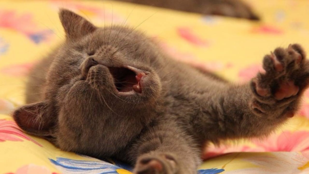 Foto - Kedilerin neden esnediği belli oldu: Meğer sadece uyku değilmiş!