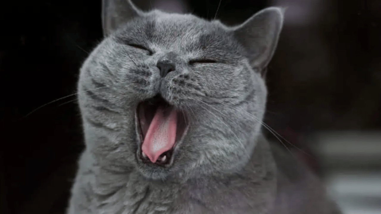 Foto - Kedilerin neden sürekli esnediği belli oldu! Meğer sadece uyku değilmiş!