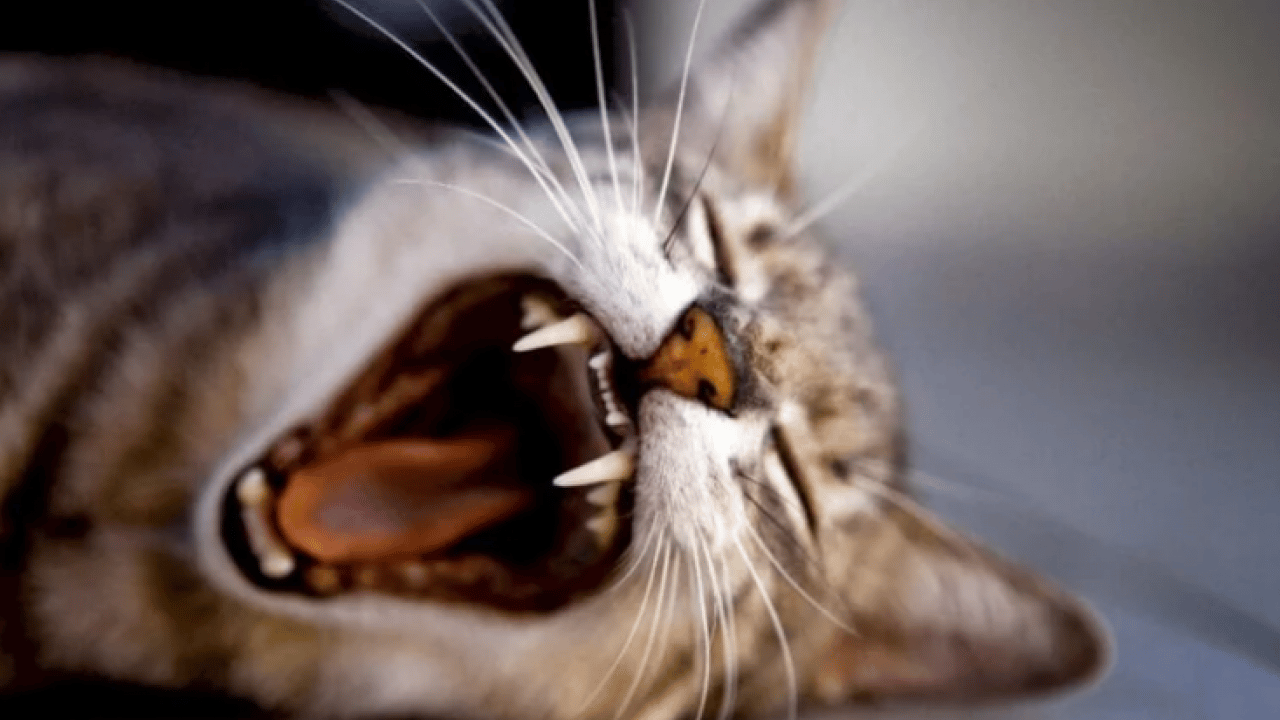 Foto - Kedilerin neden sürekli esnediği belli oldu! Meğer sadece uyku değilmiş!