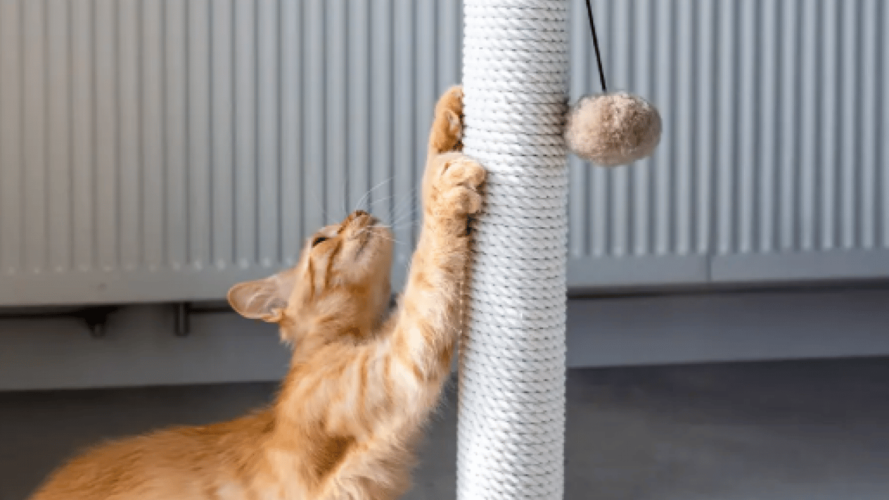 Foto - Kedilerin neden sürekli esnediği belli oldu! Meğer sadece uyku değilmiş!