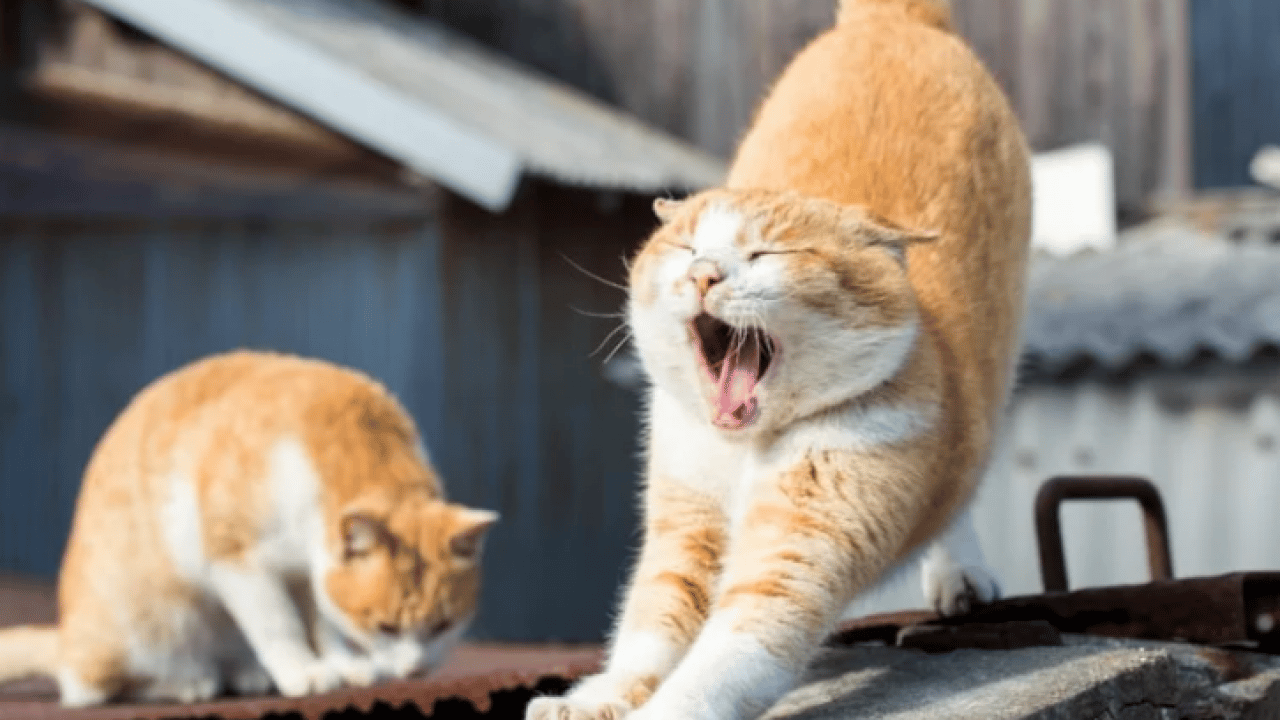 Kedilerin neden sürekli esnediği belli oldu! Meğer sadece uyku değilmiş!