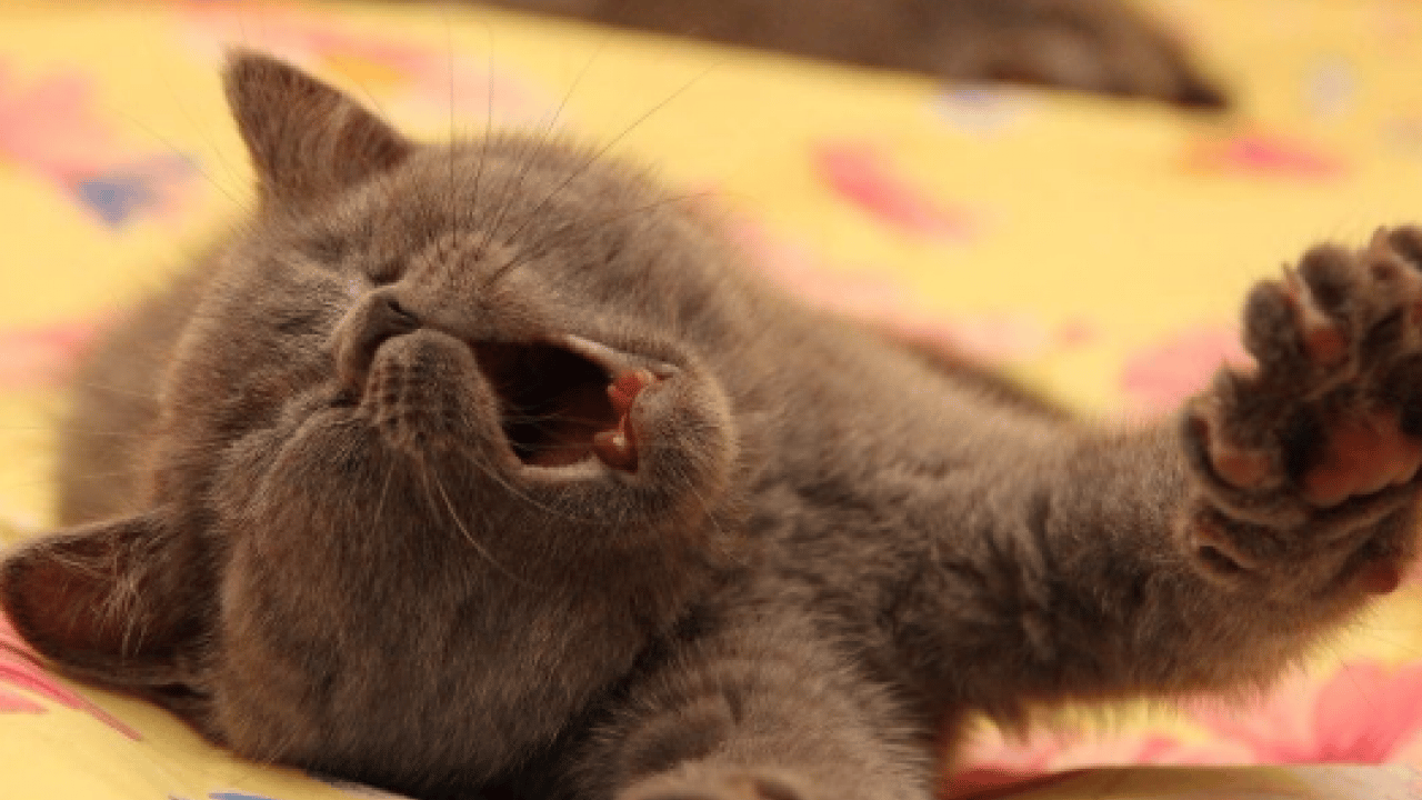 Foto - Kedilerin neden sürekli esnediği belli oldu! Meğer sadece uyku değilmiş!