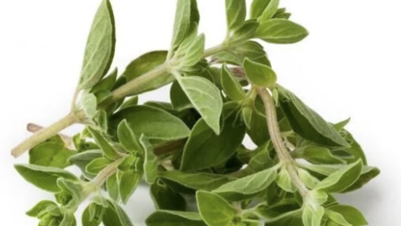 Foto - Kekik ve kekik yağı dişleri beyazlatır mı? Her derde deva: Hem yeterli hem doğal sağlık formülünü açıkladılar...