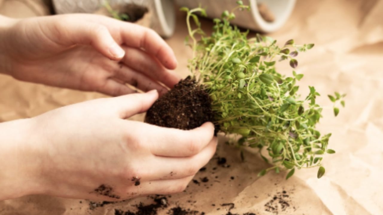 Foto - Kekik ve kekik yağı dişleri beyazlatır mı? Her derde deva: Hem yeterli hem doğal sağlık formülünü açıkladılar...
