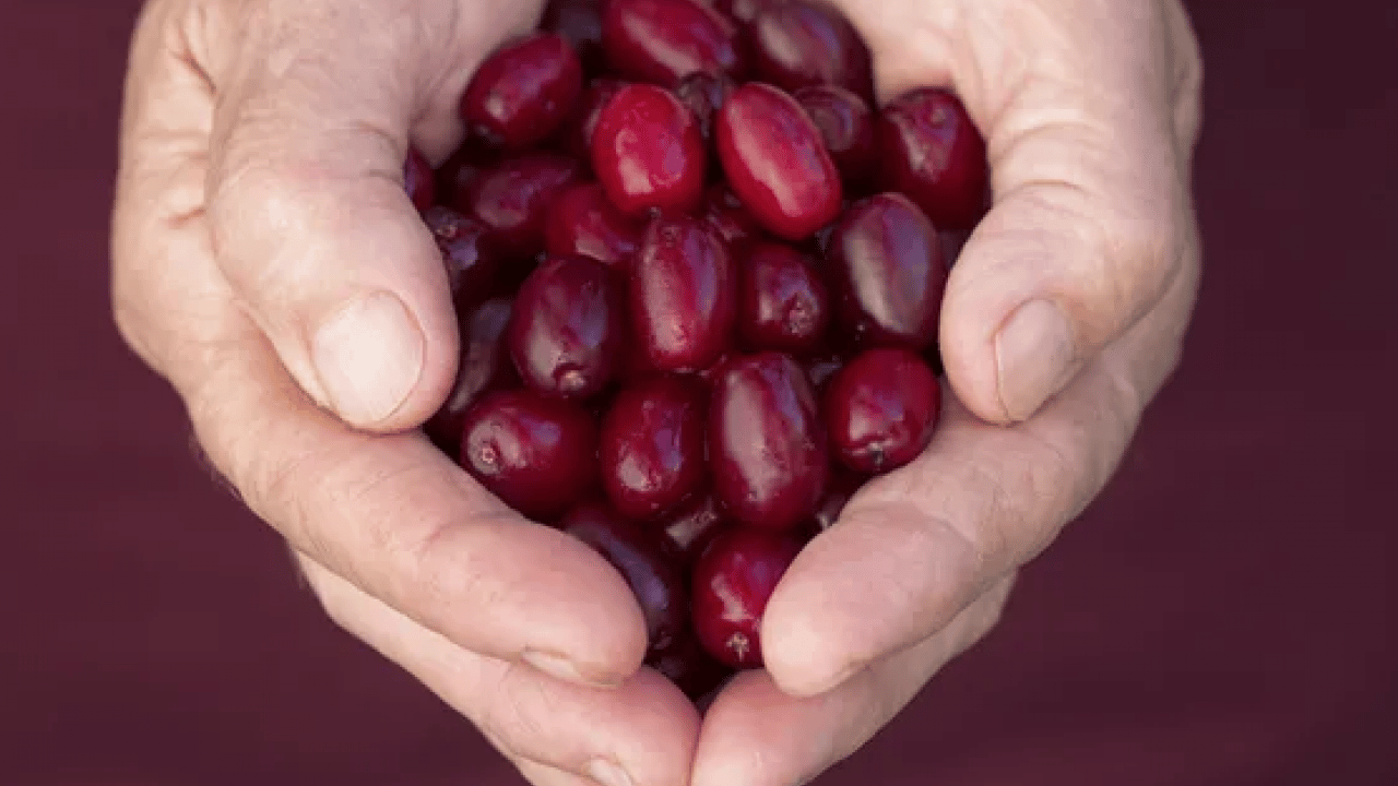Foto - Çelik gibi kemiklerin anahtarı! Her gün 3 adet tüketmek yetiyor... Kemikleri çelik gibi güçlendiriyor
