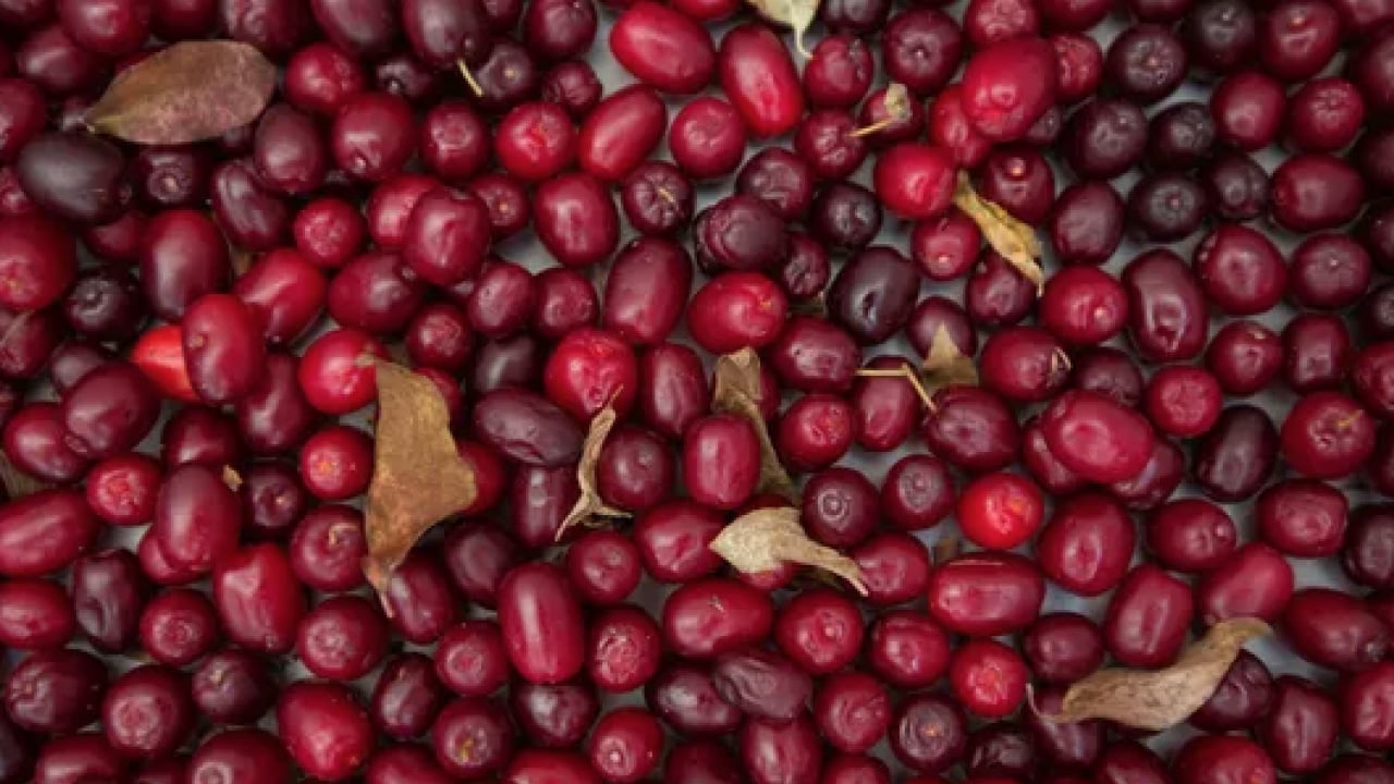 Foto - Çelik gibi kemiklerin anahtarı! Her gün 3 adet tüketmek yetiyor... Kemikleri çelik gibi güçlendiriyor