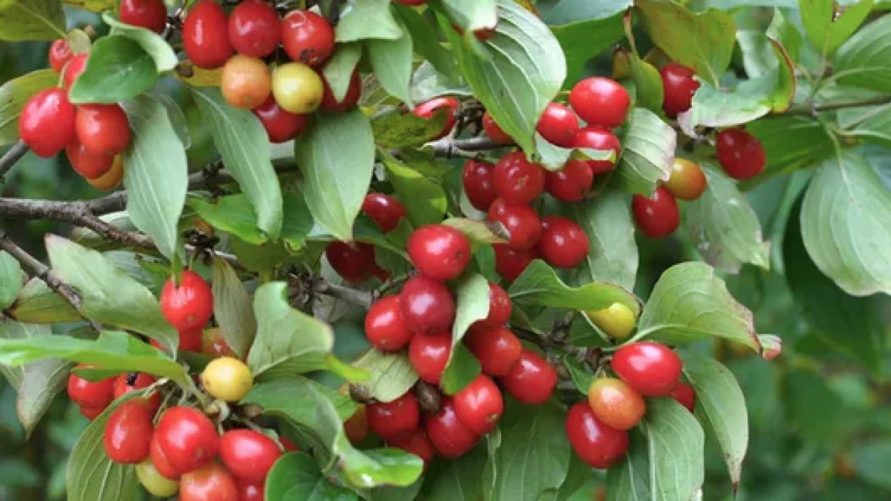 Foto - Çelik gibi kemiklerin anahtarı! Her gün 3 adet tüketmek yetiyor... Kemikleri çelik gibi güçlendiriyor