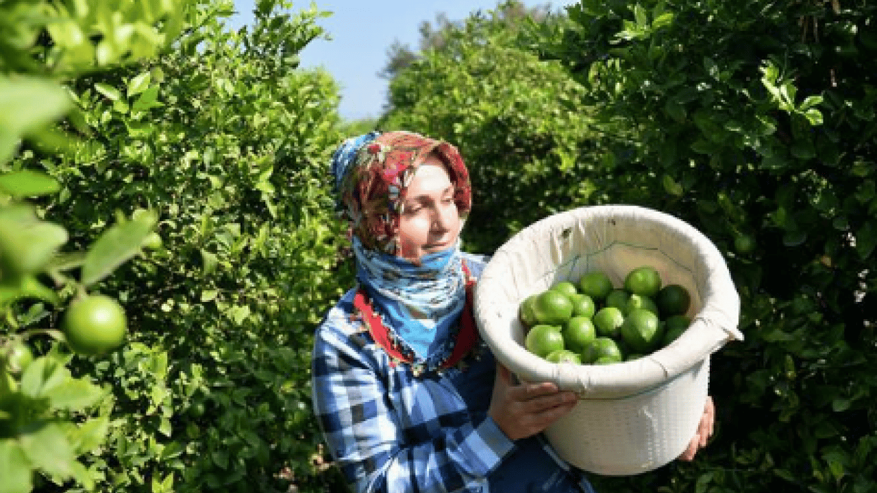Foto - Kendi harçlıklarını çıkarıyorlar: Dalında 20 lira, kurusu 65 lira!