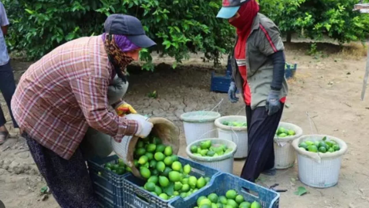 Foto - Kendi harçlıklarını çıkarıyorlar: Dalında 20 lira, kurusu 65 lira!