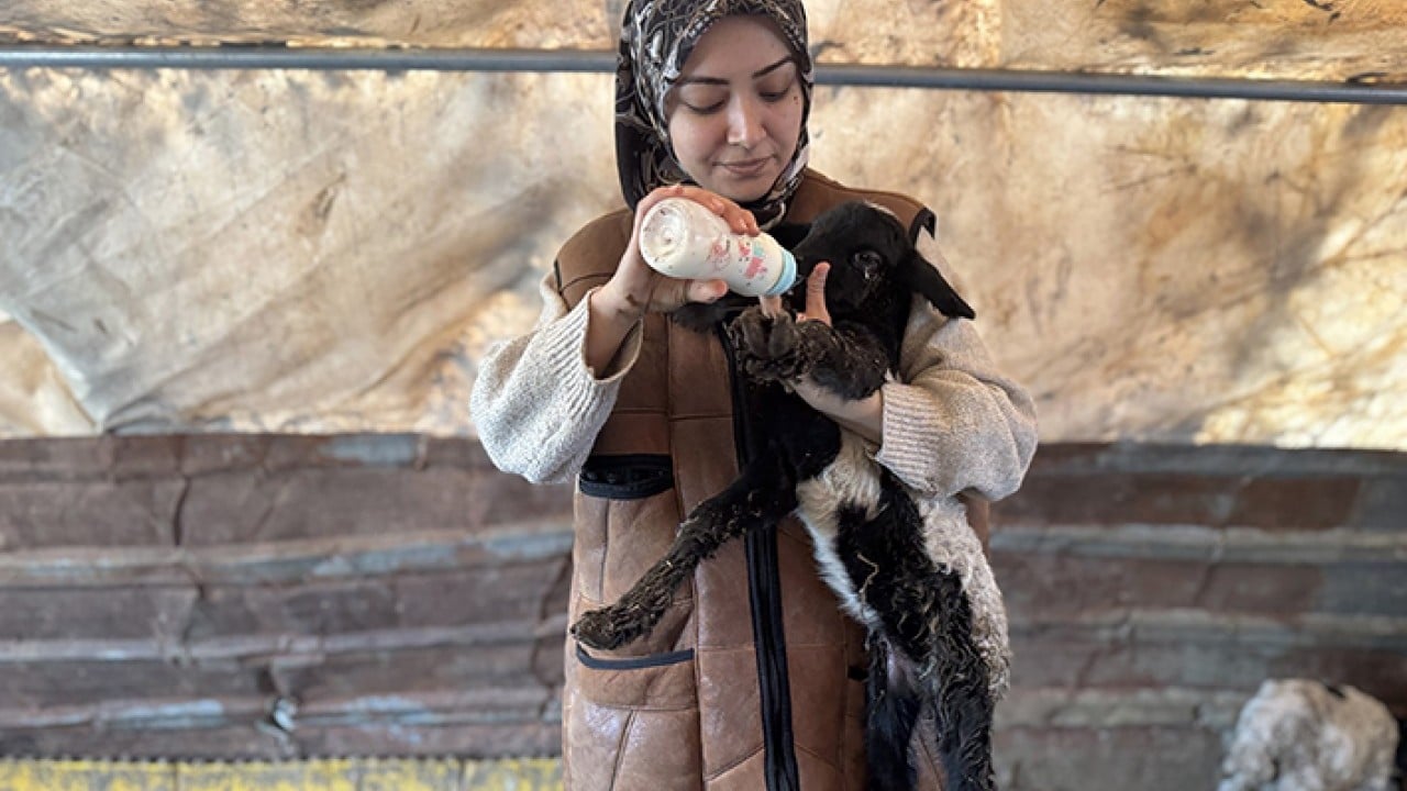 Foto - Kendi sürüsüne çobanlık yapıyor DepremLe kaybettiğini destekle kazandı