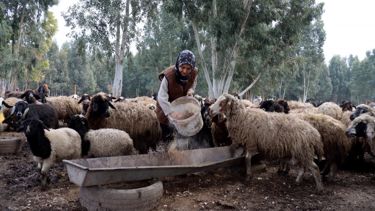 Foto - Kendi sürüsüne çobanlık yapıyor DepremLe kaybettiğini destekle kazandı