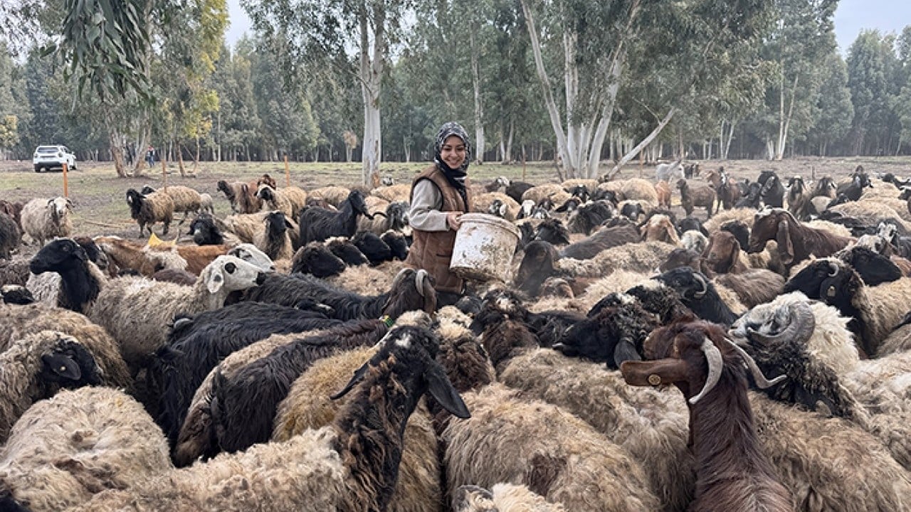 Foto - Kendi sürüsüne çobanlık yapıyor DepremLe kaybettiğini destekle kazandı